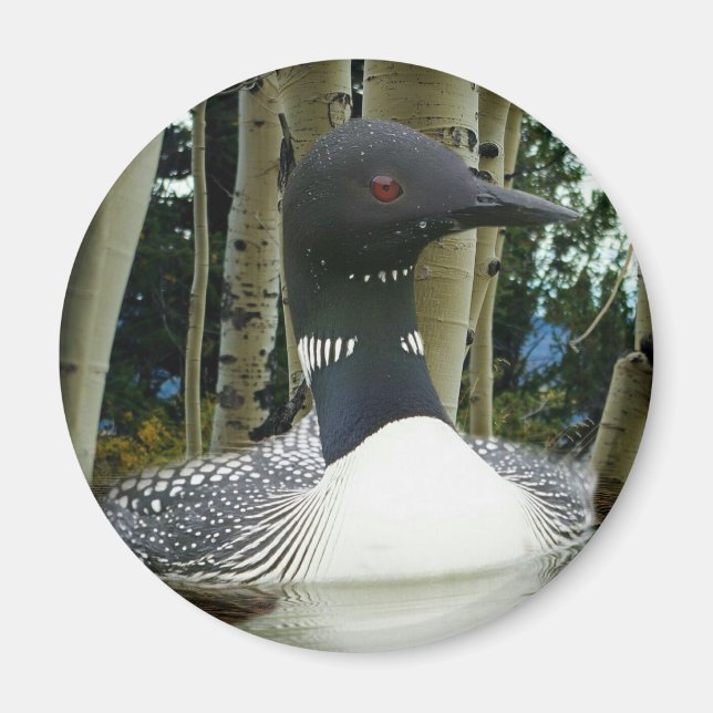 Loon Wilderness Magnet (Front)