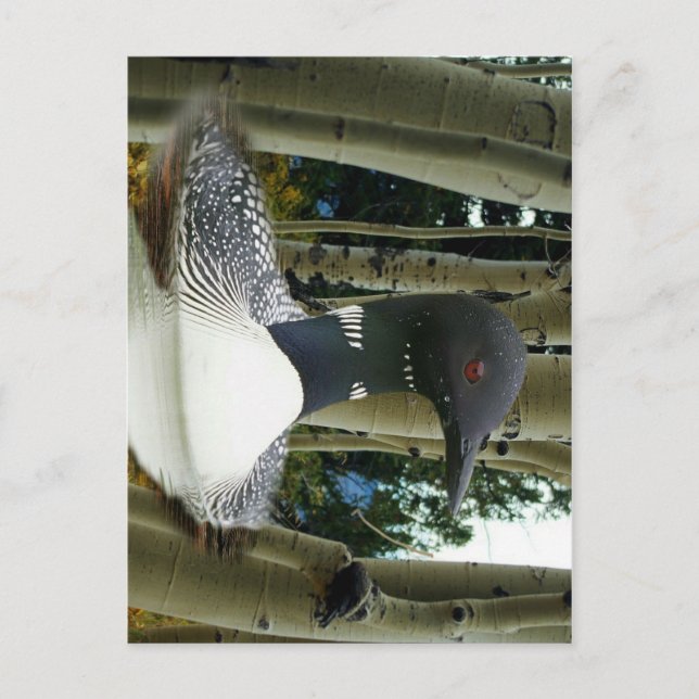 Loon Wilderness Postcard (Front)