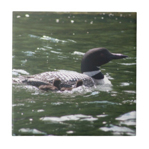 Loon With Babies 2 Ceramic Tile