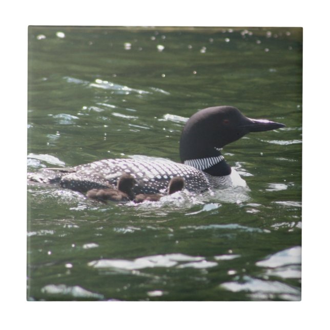 Loon With Babies 2 Ceramic Tile (Front)