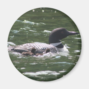 Loon With Babies 2 Magnet