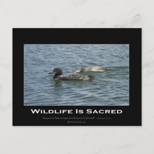 Loons Inspirational Gifts Postcard