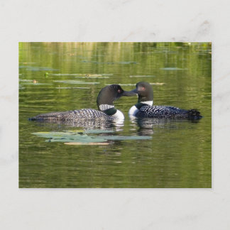 Loons Postcard