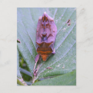 Looper moth ~ postcard