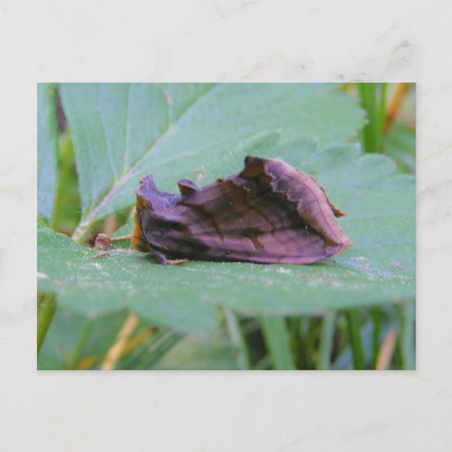 Looper Moth ~ postcard (Front)