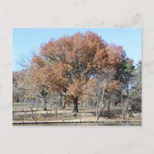 Loose Memorial Park # 26 Postcard