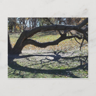 Loose Memorial Park # 36 Postcard