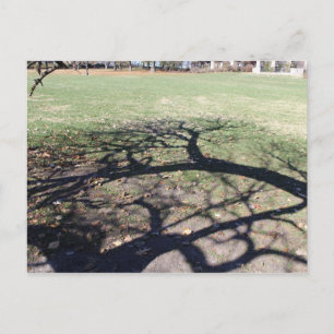 Loose Memorial Park # 4 Postcard
