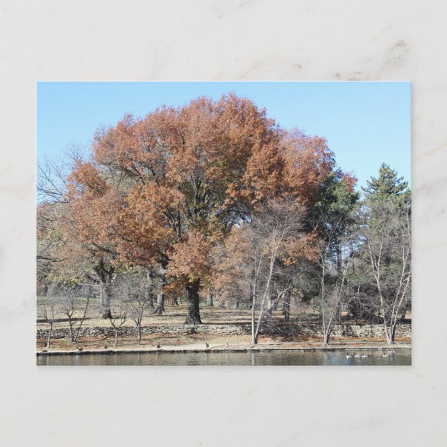 Loose Memorial Park # 8 Postcard (Front)