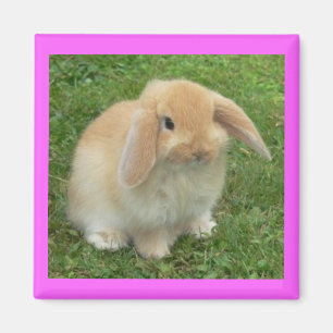 Lop Bunny Magnet