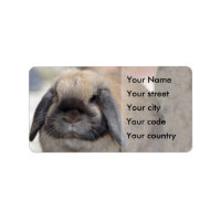 Lop eared dwarf rabbit