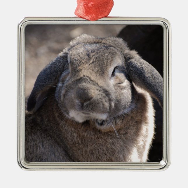 Lop Eared Rabbit Metal Ornament (Front)