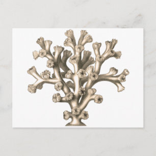 Lophohelia - Coral Postcard