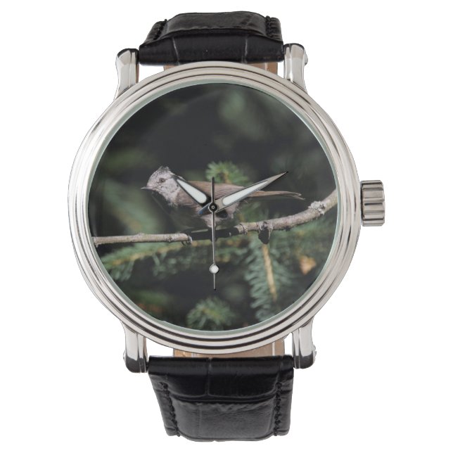 Lophophanes cristatus watch (Front)
