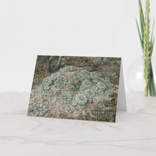 Lophophora williamsii - Peyote Card (Front)
