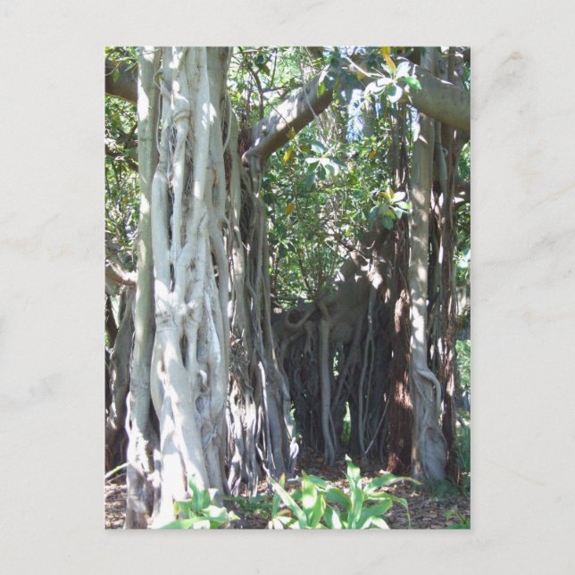 Lord Howe Island Fig Postcard (Front)