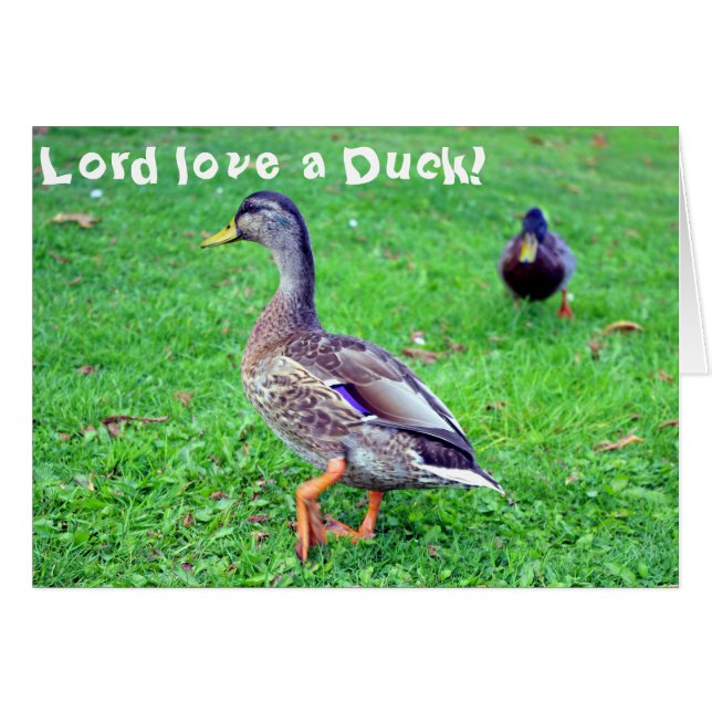 Lord love a Duck! Card (Front Horizontal)