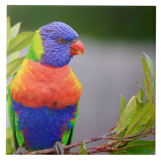 Lorikeet Bird  Ceramic Tile (Front)