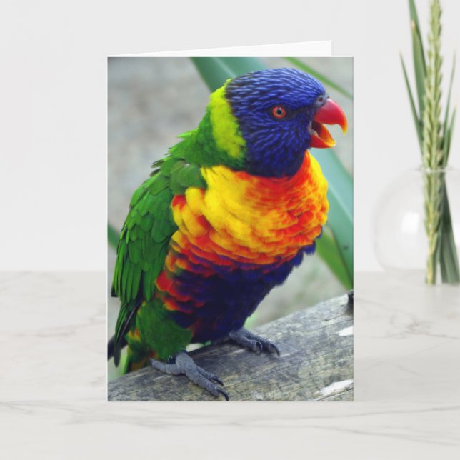 Lorikeet Bird Greeting Card (Front)