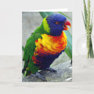 Lorikeet Bird Greeting Card