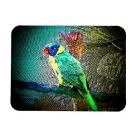 Lorikeet Bird Magnet-Design 2