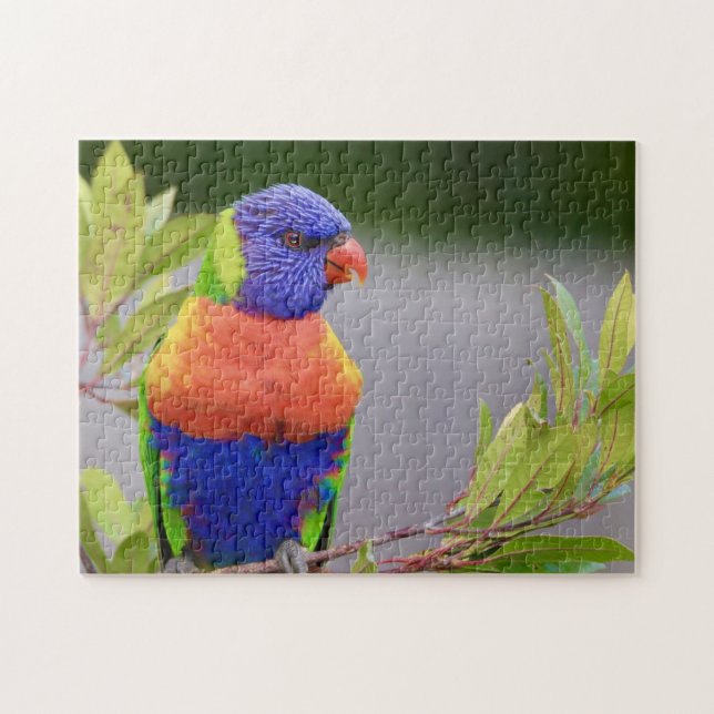 Lorikeet Bird Perched Parrot Animal Feathers Jigsaw Puzzle (Horizontal)