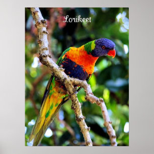 Lorikeet, colorful bird poster