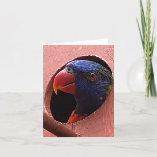 lorikeet notecard (hello)