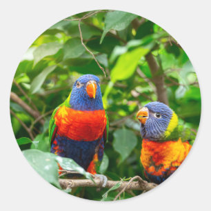 Lorikeet parrot couple classic round sticker