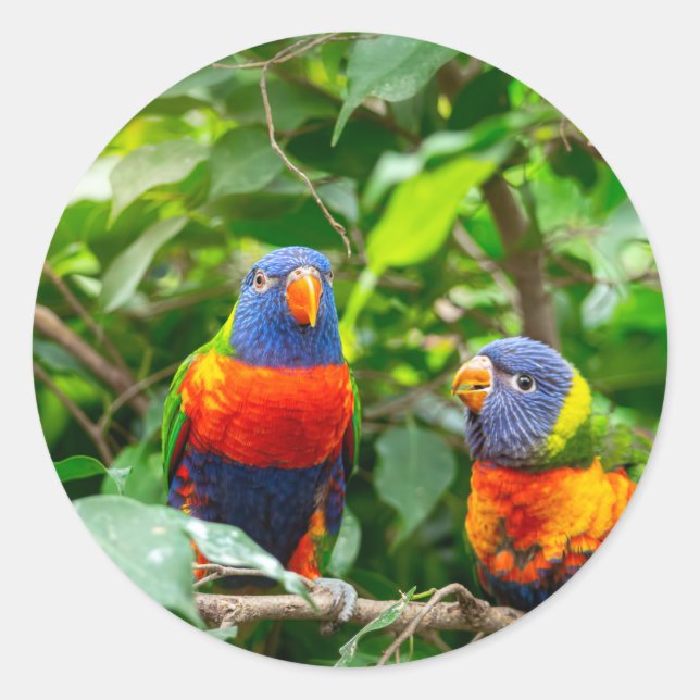 Lorikeet parrot couple classic round sticker (Front)