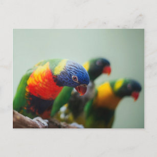 Lorikeet Parrots Postcard