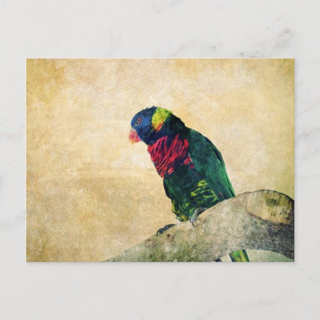 Lorikeet Postcard (Front)