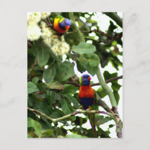 Lorikeet Postcard