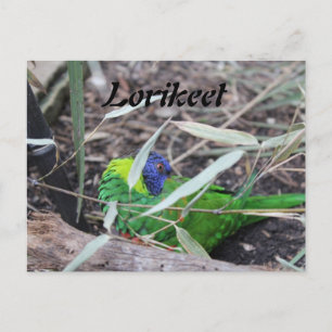 Lorikeet Postcard