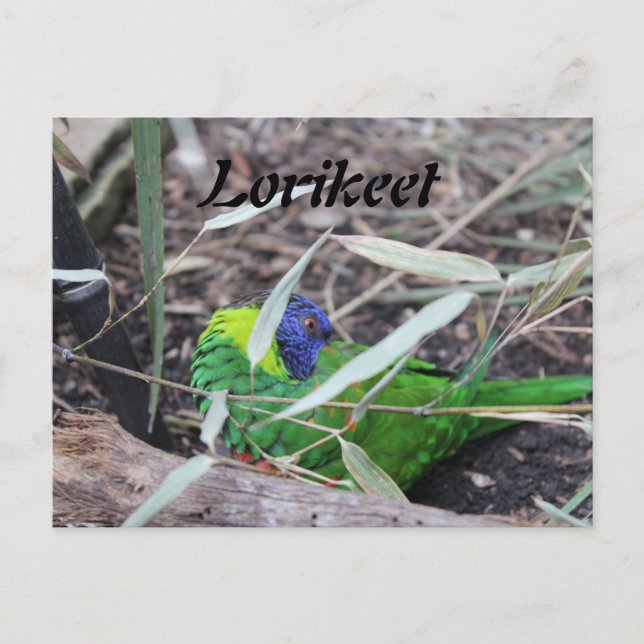 Lorikeet Postcard (Front)