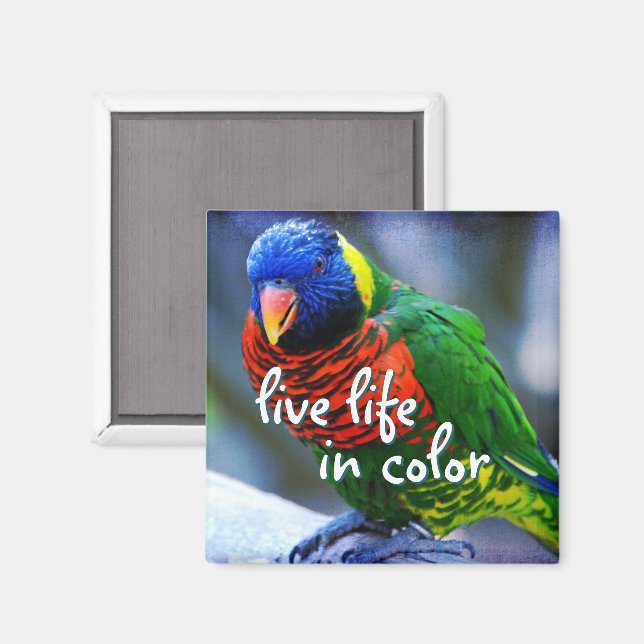 Lorikeet red blue green bird live life in colour magnet (Front/Back)