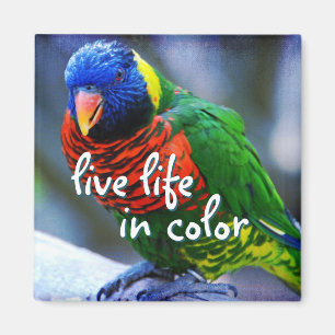 Lorikeet red blue green bird live life in colour magnet