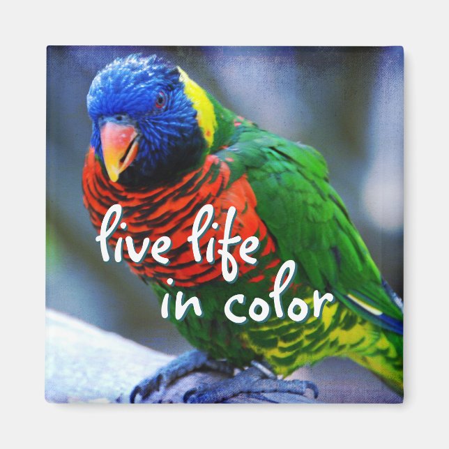 Lorikeet red blue green bird live life in colour magnet (Front)