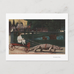 Los Angeles, CAAlligator FarmPulling Girl Postcard