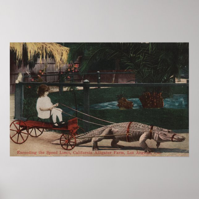 Los Angeles, CAAlligator FarmPulling Girl Poster (Front)