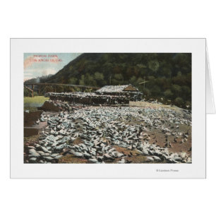 Los Angeles, CaliforniaView of a Pigeon Farm