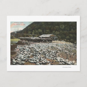 Los Angeles, CaliforniaView of a Pigeon Farm Postcard