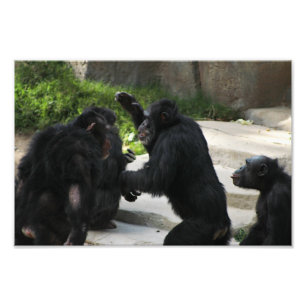 Los Angeles Zoo Photo Print