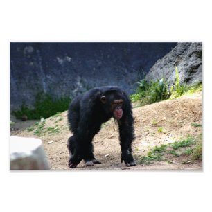 Los Angeles Zoo Photo Print