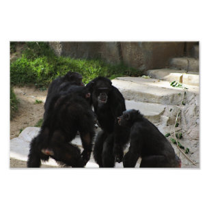 Los Angeles Zoo Photo Print