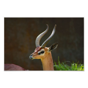 Los Angeles Zoo Photo Print