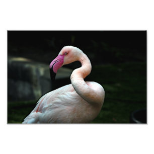 Los Angeles Zoo Photo Print