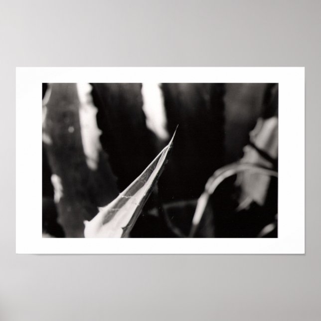 Los Magueyes Poster (Front)