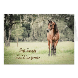 Loss of Horse Arabian Horse Sympathy Card