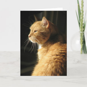 Loss of pet... card